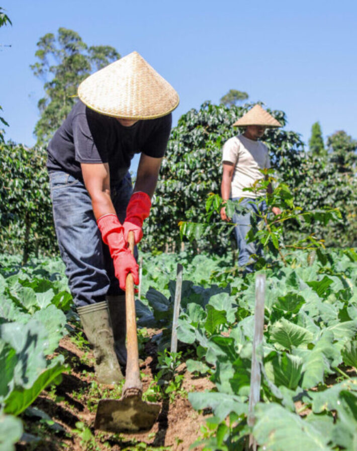Farmers Tending Crops on Sunny Day Show Spirit of Farming and Organic Farming